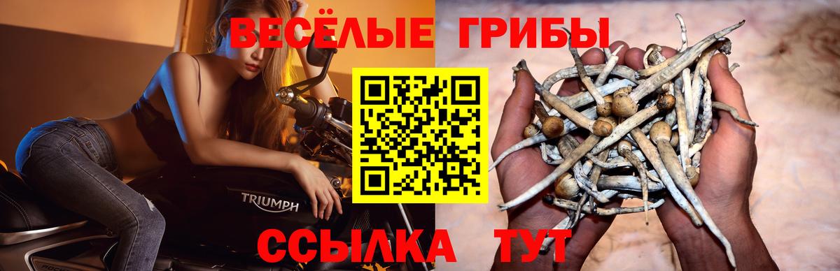 Баксан  купить   Вход с VPN  Псилоцибиновые грибы мицелий 
